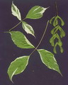 Acer Negundo